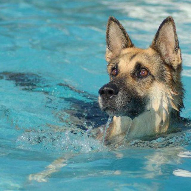Residencia y Adiestramiento Canino Can Brutus perro nadando